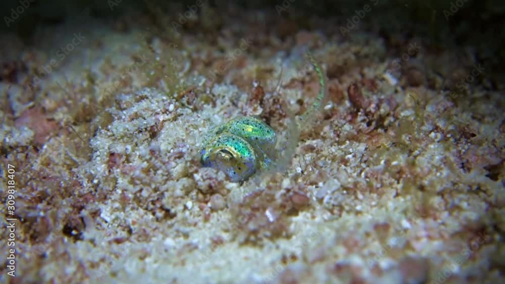 Close-up. Berry's bobtail squid slowly digs itself in the white sand. Night dive. Philippines. Malapascua. Close-up. Berry's bobtail squid slowly digs itself in the white sand. Night dive. Philippines. Malapascua.
