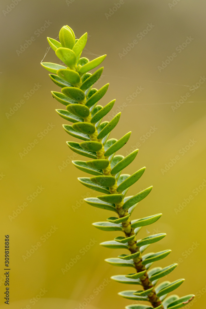 detail of leaves succulent Crassula muscosa detail of leaves succulent Crassula muscosa