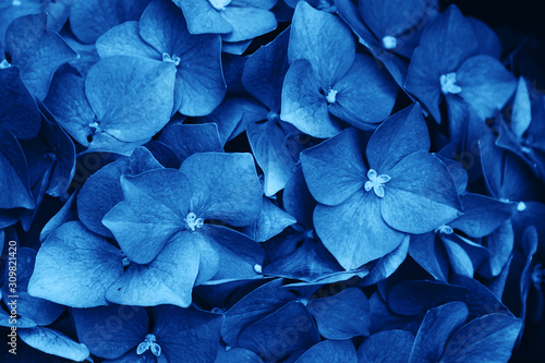 Blue colored Hydrangea macrophylla or Hortensia flowers background.