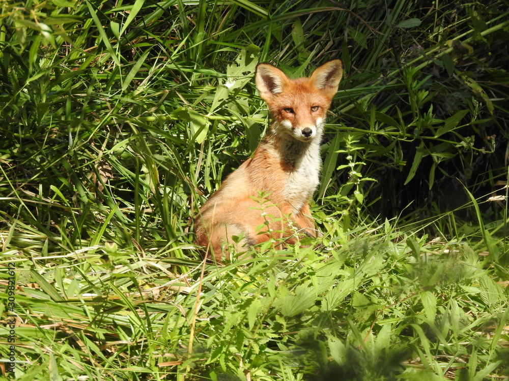 Naklejka premium Little fox