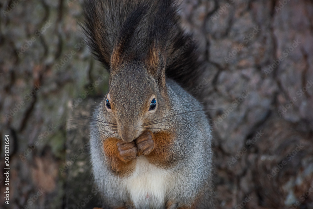 Fototapeta premium Portrait fluffy squirrel crunch a nut in the winter