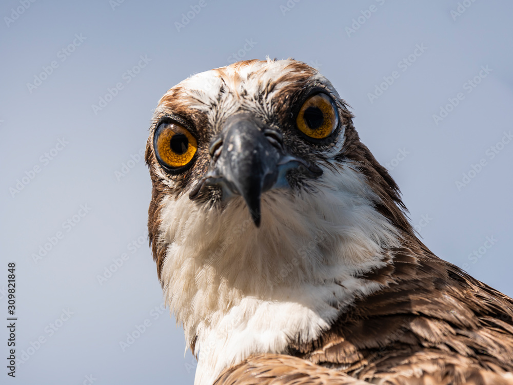 Bird wildlife with Osprey on the beach - Caribbean / Curacao Bird wildlife with Osprey on the beach - Caribbean / Curacao