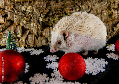 White hedgehog with christmas decoration