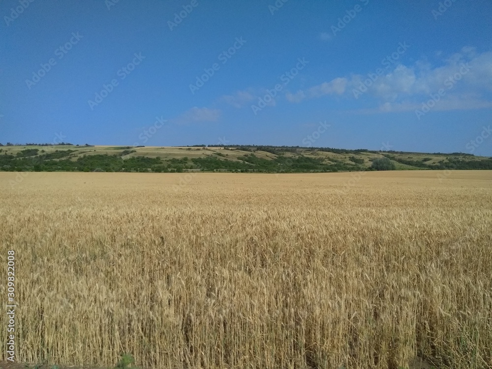 field and blue sky