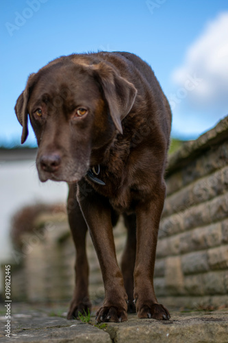 Chocolate Labrador