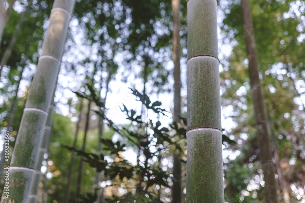 Fototapeta premium Bamboo forest and green meadow grass with natural light in blur style. Bamboo green leaves and bamboo tree with bokeh in nature forest. Nature pattern view of leaves on a blurred greenery background.