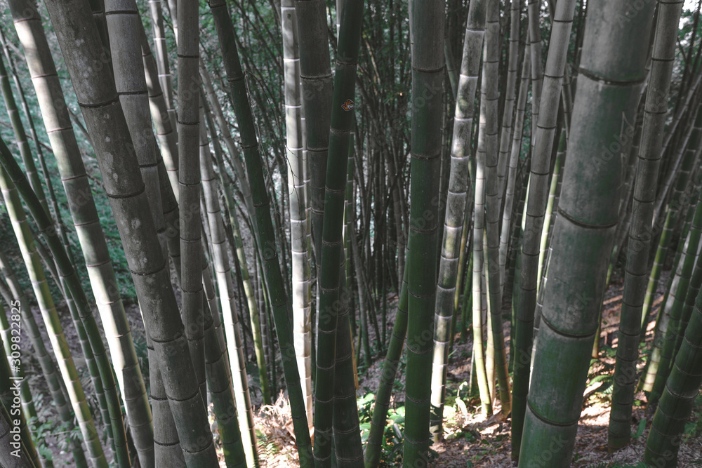 Bamboo forest and green meadow grass with natural light in blur style. Bamboo green leaves and bamboo tree with bokeh in nature forest. Nature pattern view of leaves on a blurred greenery background. Bamboo forest and green meadow grass with natural light in blur style. Bamboo green leaves and bamboo tree with bokeh in nature forest. Nature pattern view of leaves on a blurred greenery background.