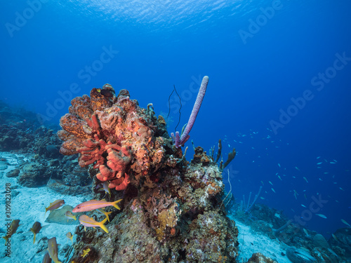 Seascape of coral reef in the Caribbean Sea around Curacao with Sand Diver, coral and sponge