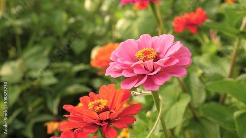 bee collects nectar from flower in garden in spring, summer. multi colored flowers in park. Beautiful flowers zinnia bloom in garden. flower business. beautiful flowers garden blooms greenhouse