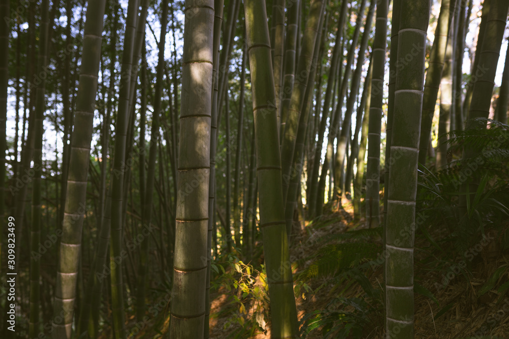 Bamboo forest and green meadow grass with natural light in blur style. Bamboo green leaves and bamboo tree with bokeh in nature forest. Nature pattern view of leaves on a blurred greenery background. Bamboo forest and green meadow grass with natural light in blur style. Bamboo green leaves and bamboo tree with bokeh in nature forest. Nature pattern view of leaves on a blurred greenery background.