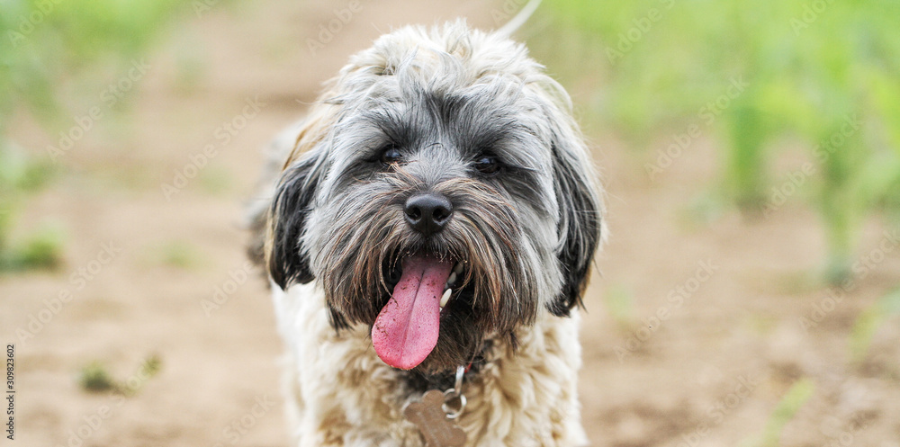 Cute little dog with a hairy face and tongue lolling out with copy space