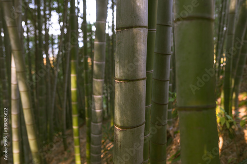 Bamboo forest and green meadow grass with natural light in blur style. Bamboo green leaves and bamboo tree with bokeh in nature forest. Nature pattern view of leaves on a blurred greenery background.