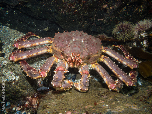 king crab between stones