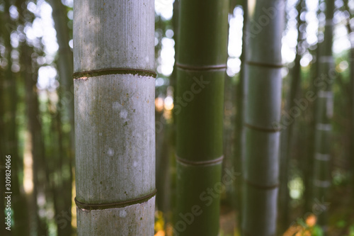 Bamboo forest and green meadow grass with natural light in blur style. Bamboo green leaves and bamboo tree with bokeh in nature forest. Nature pattern view of leaves on a blurred greenery background.