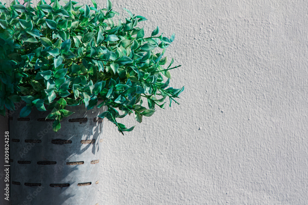 Planta decoration ,decoración fondo
