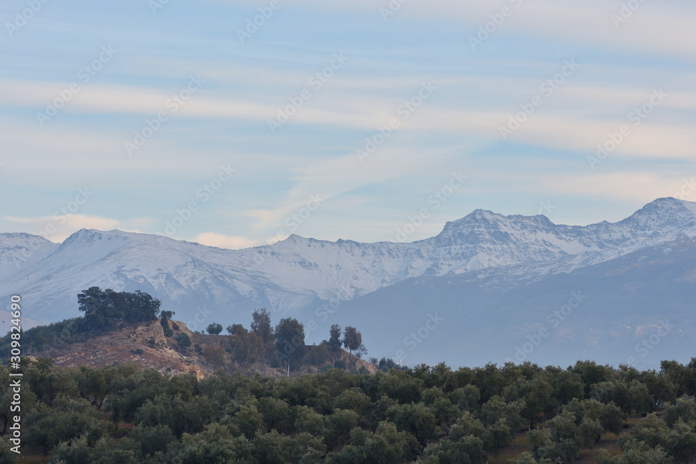 Group of trees on a hill with snowy mountains and blue sky in the background
