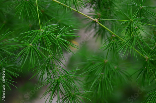 branches of pine tree