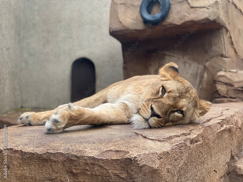 lion and lioness lion and lioness