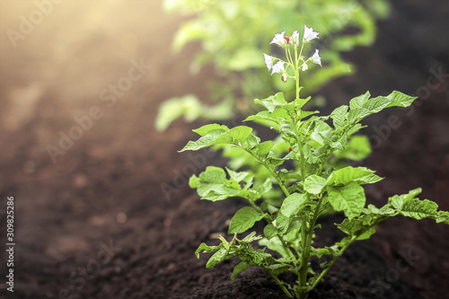 Green fresh background, flowering potato bushes on garden beds in the vegetable field illuminated by the rays of the sun. Garden with the beds of vegetables.