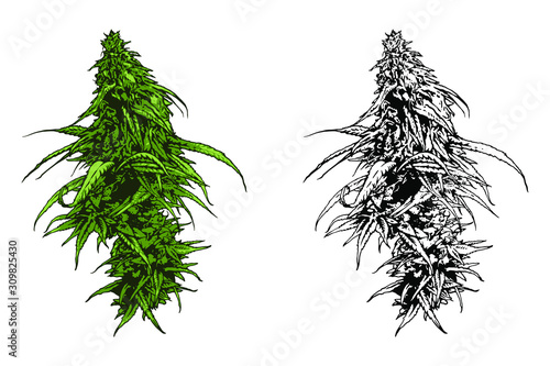 Cannabis vector illustration. Marijuana leafs.