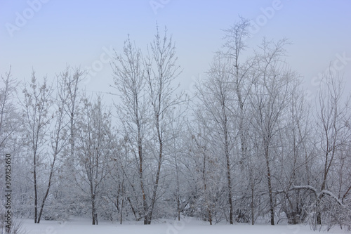 Winter snowy landscape with trees