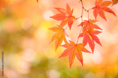 Autumn themes  Red maple leaves 