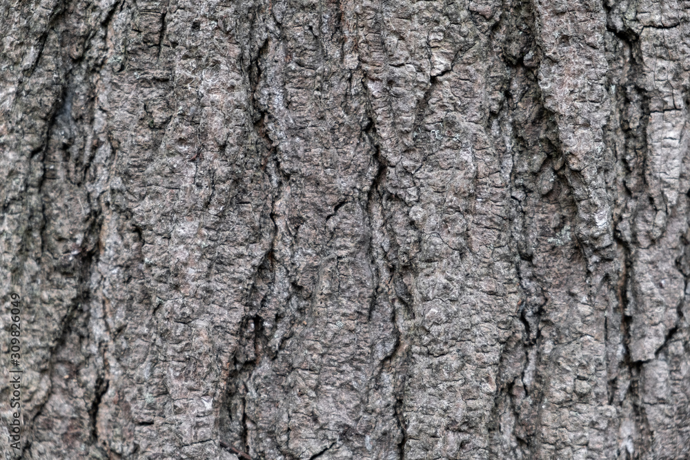 The bark of the tree. The texture of the wood. Closeup. Background. Textured surface. Wildlife. Timber. The bark of the tree. The texture of the wood. Closeup. Background. Textured surface. Wildlife. Timber.