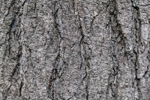 The bark of the tree. The texture of the wood. Closeup. Background. Textured surface. Wildlife. Timber.