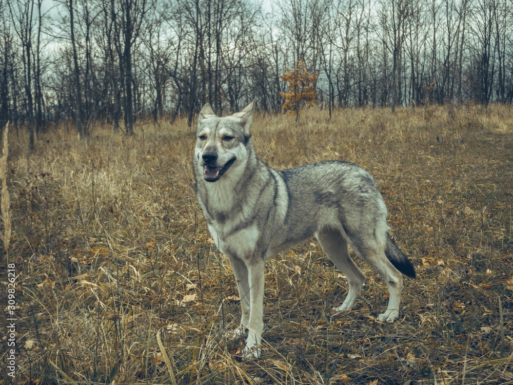 Obraz premium Wolf dog animal in nature forest happy portrait