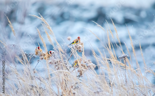 White morning European Goldfinch - Carduelis carduelis.