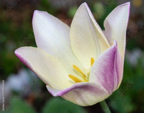 Tulpe Blushing Lady  Tulipa . Lila und hellgelb. Bl  te offen