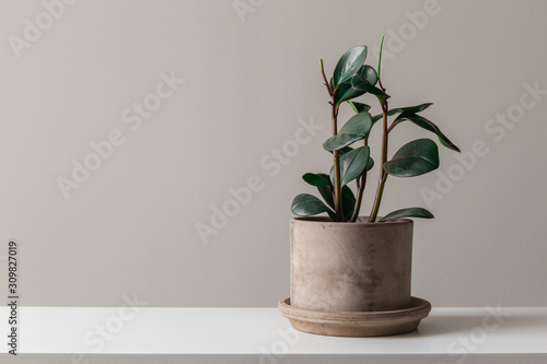 Wide Shot of Rubber Plant Against a Grey Background