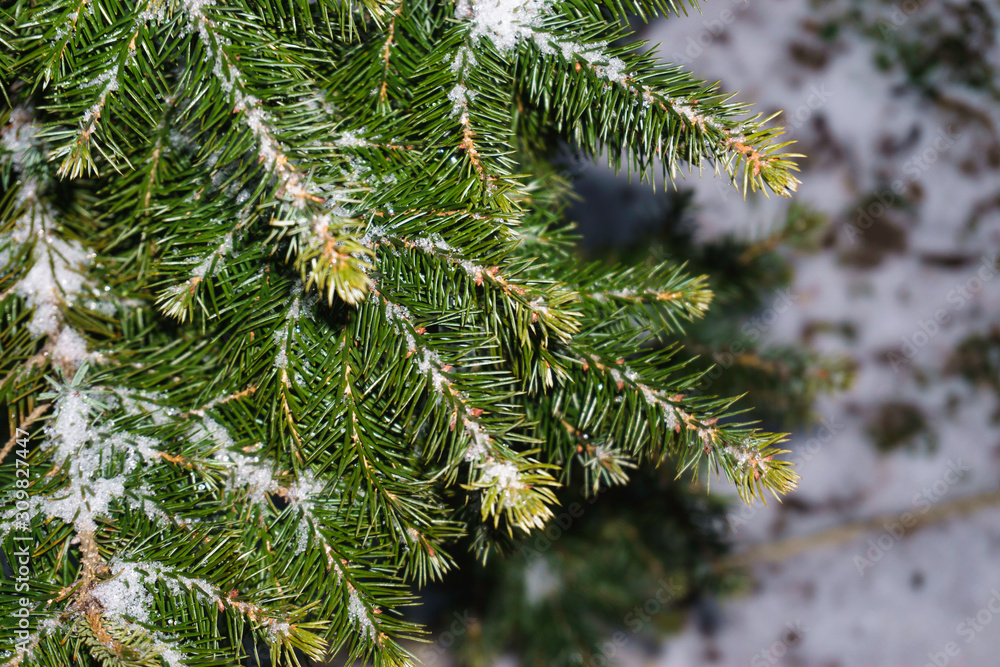 Fir tree of coniferous tree branches in the snow-covered branches on snow on a blurry background during snowfall. Winter background