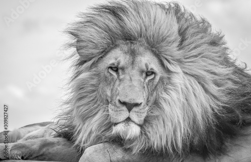 Fototapeta Naklejka Na Ścianę i Meble -  Closeup of a majestic young brown lion during a South African Safari