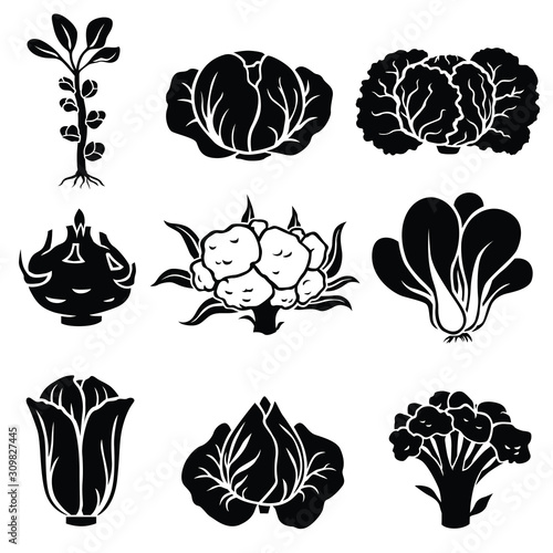 Vector illustration of cabbage silhouette icon set