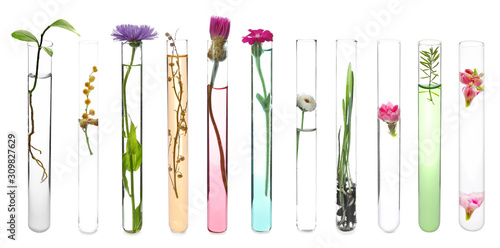 Test tube with plant on whi...