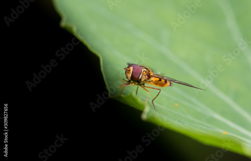 Hoverfly Macro Shot, UK © James Arup