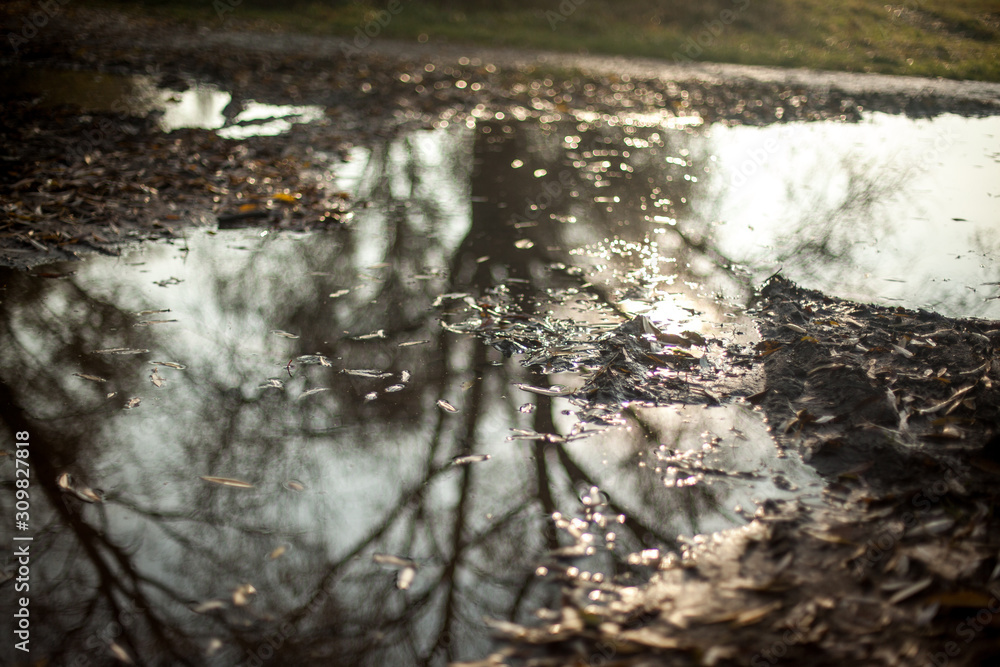 tree in water tree in water