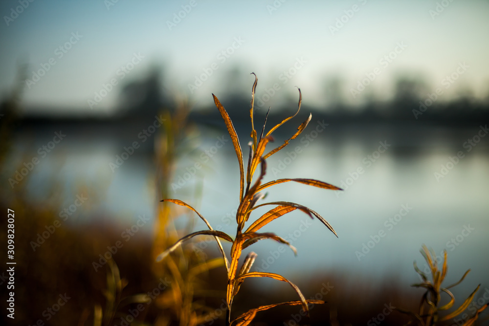 Fototapeta premium dry grass and sunset