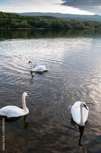 Fototapeta Naklejka Na Ścianę i Meble -  white swans on an autumn lake on a sunny day