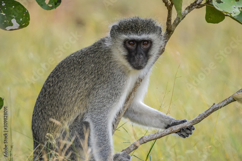 portrait of a vervet monkey (Chlorocebus pygerythrus), or simply vervet, is an Old World monkey