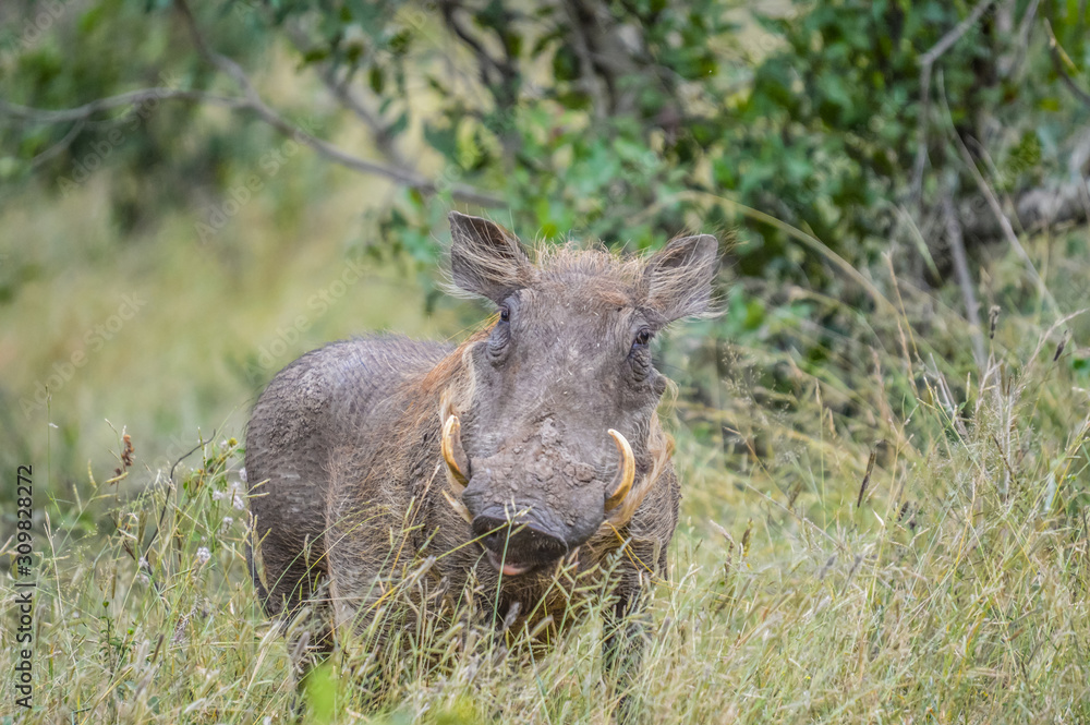 Portrait of a cute common Warthog or Phacochoerus africanus in a game reserve Portrait of a cute common Warthog or Phacochoerus africanus in a game reserve