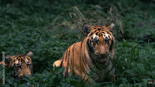 Two Young tigers in playing hide and seek in dense foliage