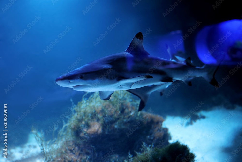Fototapeta premium Small blue shark in clear aquarium water. Elasmobranch fish