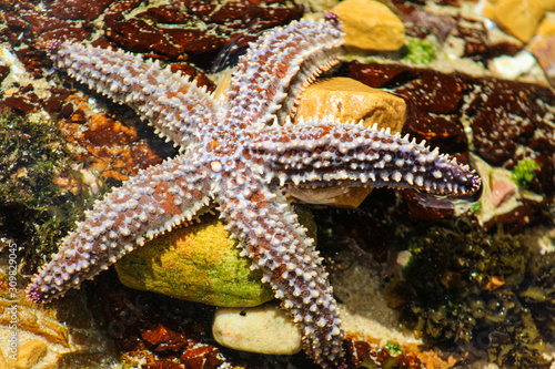 Spiny star fish or Starfish scientific name Marthasterias glacia © shams Faraz Amir