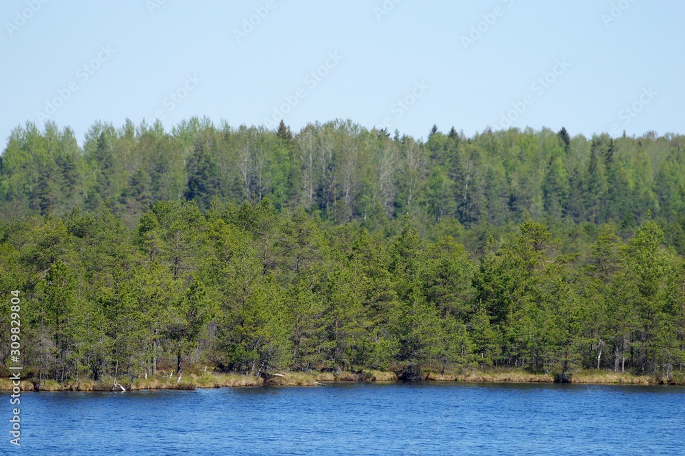 Protected bog area with lakes and trees in Estonia