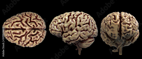 Tableau sur toile Brain anatomy of the human body in three views isolated in white background - 3d