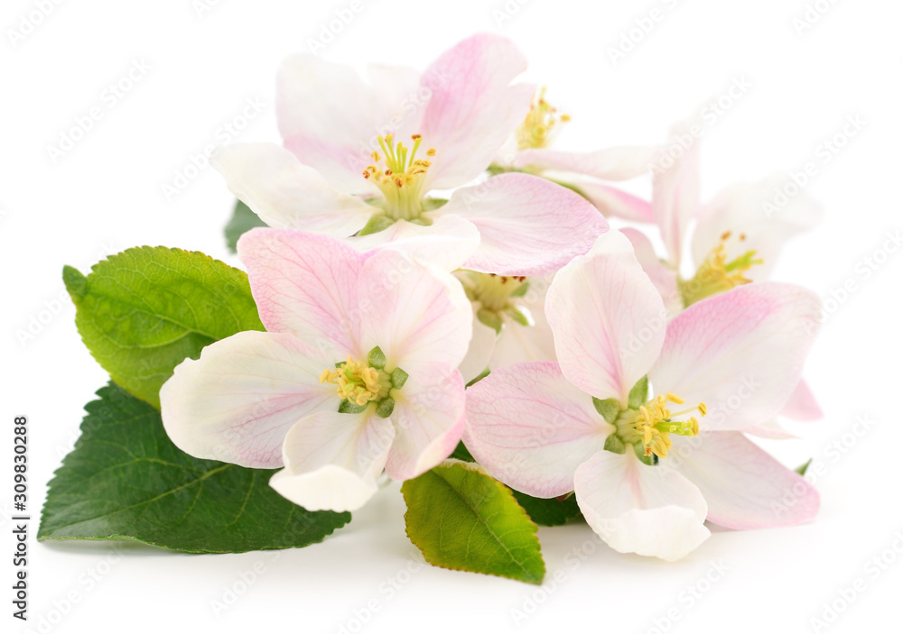 Apple flowers with leaves. Apple flowers with leaves.