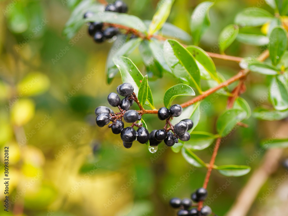 Gewöhnliche Liguster (Ligustrum vulgare). Zierpflanze mit Glänzend