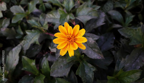 Singapore Dailsy  Yellow Flower Blooming